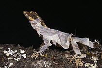 Anolis Lizard (Anolis sp) male shedding, northwest Ecuador