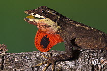 Anolis Lizard (Anolis sp) male extending dewlap, northwest Ecuador