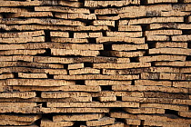 Cork Oak (Quercus suber) bark stacked to straighten before going through steam room, San Vicente de Alcantara, Extremadura, Spain