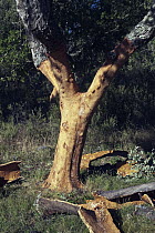Cork Oak (Quercus suber) bark being harvested for wine corks and other products, San Vicente de Alcantara, Extremadura, Spain