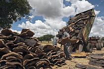 Cork Oak (Quercus suber) bark being stacked and loaded onto trucks for transporting to the factories, San Vicente de Alcantara, Extremadura, Spain