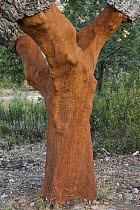 Cork Oak (Quercus suber) showing where bark has recently been removed, San Vicente de Alcantara, Extremadura, Spain