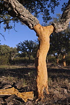 Cork Oak (Quercus suber) showing where bark has recently been removed, San Vicente de Alcantara, Extremadura, Spain