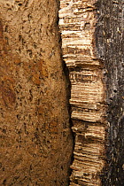 Cork Oak (Quercus suber) trunk showing where bark has recently been removed, San Vicente de Alcantara, Extremadura, Spain