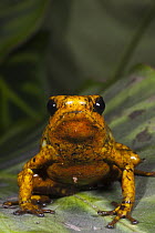 Golden Palm Tree Frog (Dendropsophus ebraccatus), northwest Ecuador