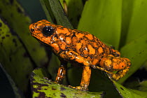 Splendid Poison Dart Frog (Dendrobates sylvaticus), northwest Ecuador