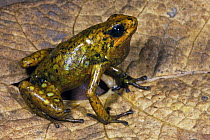 Splendid Poison Dart Frog (Dendrobates sylvaticus), northwest Ecuador