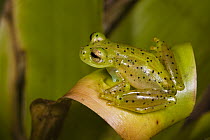 Emerald Glass Frog (Centrolene prosoblepon), northwest Ecuador