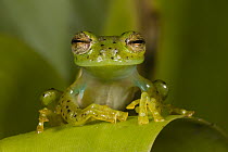 Emerald Glass Frog (Centrolene prosoblepon), northwest Ecuador