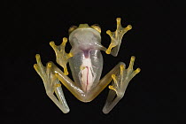 Northern Glassfrog (Hyalinobatrachium fleischmanni) underside showing internal organs, northwest Ecuador