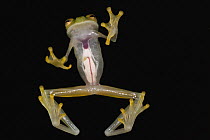 Northern Glassfrog (Hyalinobatrachium fleischmanni) underside showing internal organs, northwest Ecuador