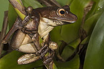 Giant Gladiator Treefrog (Hypsiboas boans), northwest Ecuador