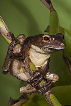 Giant Gladiator Treefrog (Hypsiboas boans), northwest Ecuador