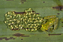 Glass Frog (Hyalinobatrachium aureoguttatum) parent on leaf with developing eggs, northwest Ecuador
