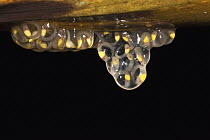 Glass Frog (Hyalinobatrachium aureoguttatum) eggs with tappoles starting to hatch, northwest Ecuador