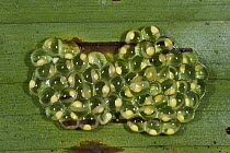 Glass Frog (Hyalinobatrachium aureoguttatum) eggs showing developing tadpoles, northwest Ecuador