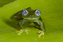 Glass Frog (Espadarana callistomma), northwest Ecuador