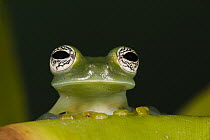 Glass Frog (Espadarana callistomma), northwest Ecuador