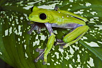 Gliding Leaf Frog (Agalychnis spurrelli), northwest Ecuador