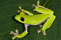 Gliding Leaf Frog (Agalychnis spurrelli), northwest Ecuador