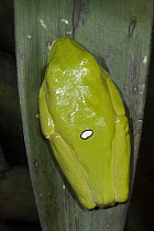 Gliding Leaf Frog (Agalychnis spurrelli) in tucked position, northwest Ecuador