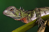 Amazon Wood Lizard (Enyalioides laticeps), Amazon, southern Ecuador