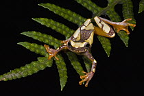 Golden Palm Tree Frog (Dendropsophus ebraccatus) on fern, northwest Ecuador