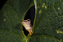 Golden Palm Tree Frog (Dendropsophus ebraccatus) peeking through leaf, northwest Ecuador