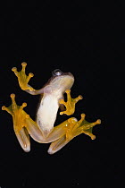 Golden Palm Tree Frog (Dendropsophus ebraccatus) underside through glass, northwest Ecuador