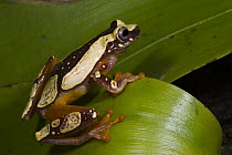 Golden Palm Tree Frog (Dendropsophus ebraccatus), northwest Ecuador