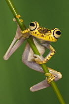 Chachi Tree Frog (Hypsiboas picturatus), northwest Ecuador