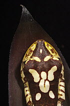 Chachi Tree Frog (Hypsiboas picturatus) showing skin pattern on back, northwest Ecuador