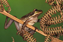 Tarraco Treefrog (Smilisca phaeota) on dried fern, northwest Ecuador