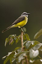 Tropical Kingbird (Tyrannus melancholicus), Ecuador