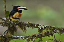 Pale-mandibled Aracari (Pteroglossus erythropygius), western Andes, Ecuador