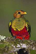 Golden-headed Quetzal (Pharomachrus auriceps) male, Ecuador