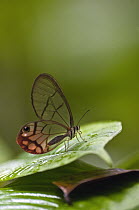 Nymphalid Butterfly (Cithaerias sp), Ecuador