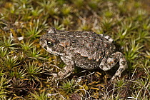 Natterjack Toad (Epidalea calamita), Malpartida de Caceres, Extremadura, Spain