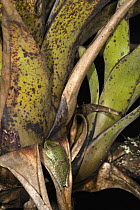 Palmar Treefrog (Hypsiboas pellucens) camouflaged on palm, northwest Ecuador