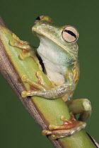 Palmar Treefrog (Hypsiboas pellucens), northwest Ecuador