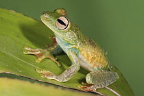 Palmar Treefrog (Hypsiboas pellucens), northwest Ecuador