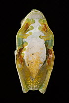 Palmar Treefrog (Hypsiboas pellucens) in tucked position, northwest Ecuador