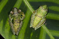 Palmar Treefrog (Hypsiboas pellucens) pair on leaf showing color variation, northwest Ecuador