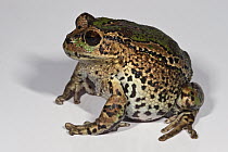 Marsupial Frog (Gastrotheca riobambae) on white background, Andes, Ecuador