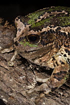 Marsupial Frog (Gastrotheca riobambae), Andes, Ecuador