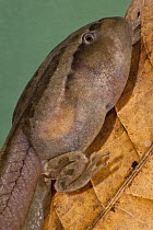 Marsupial Frog (Gastrotheca riobambae) tadpole showing legs, Andes, Ecuador