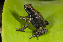 Southern Frog (Pristimantis sp), northwest Ecuador