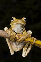 Rosenberg's Gladiator Tree Frog (Hypsiboas rosenbergi), northwest Ecuador