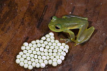 Leaf Frog (Cochranella spinosa) parent with eggs, northwest Ecuador