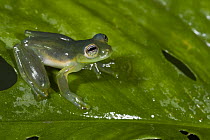 Leaf Frog (Cochranella spinosa), northwest Ecuador